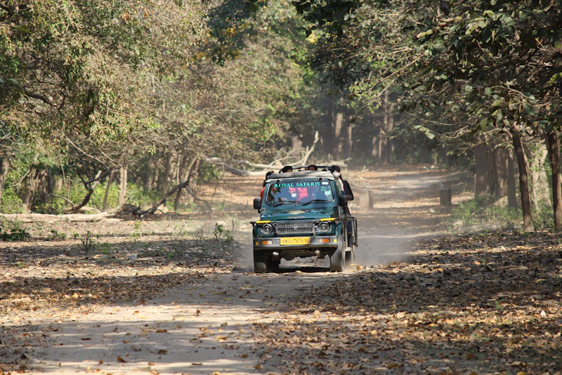 Safari vehicle driving along sunlit forest road