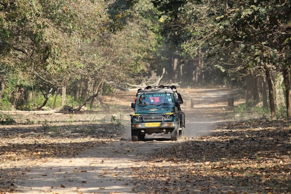 A vehicle with a safari banner drives down a dirt path surrounded by dense forest. The path is covered with dry leaves, suggesting autumn. Sunlight filters through the trees, creating dappled shadows on the ground.