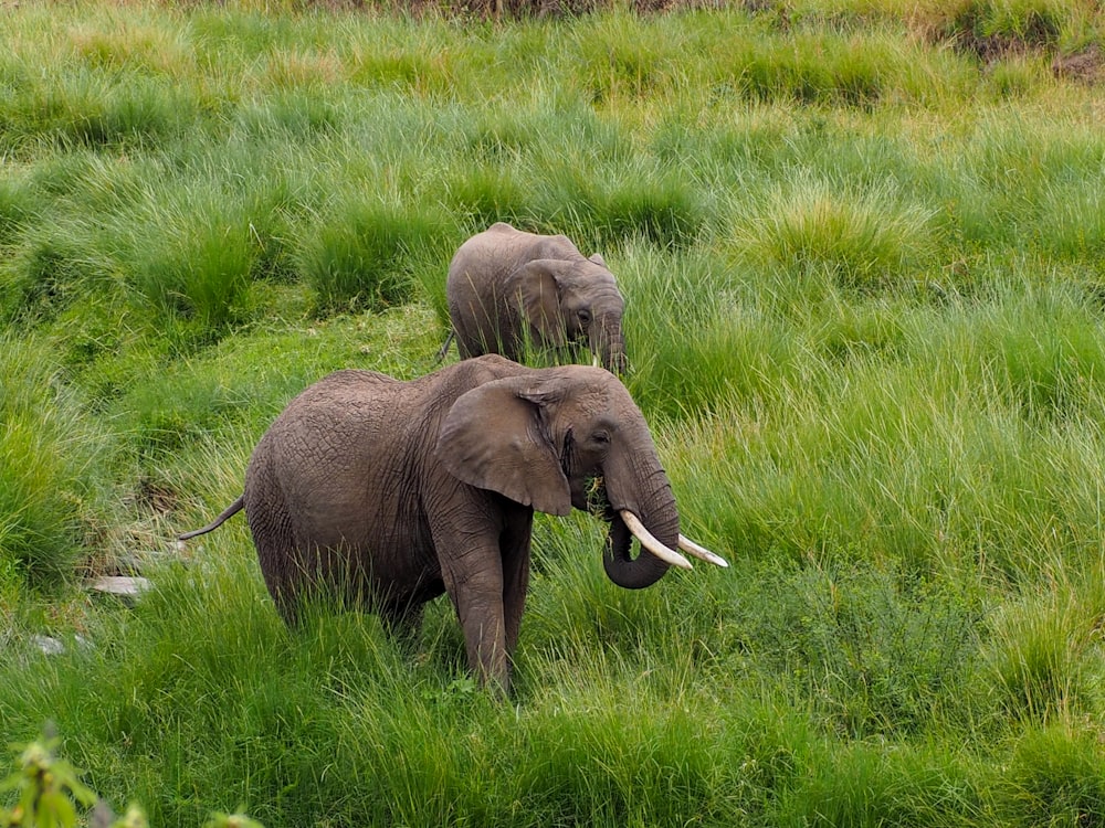 Dos copas de elefante en el campo