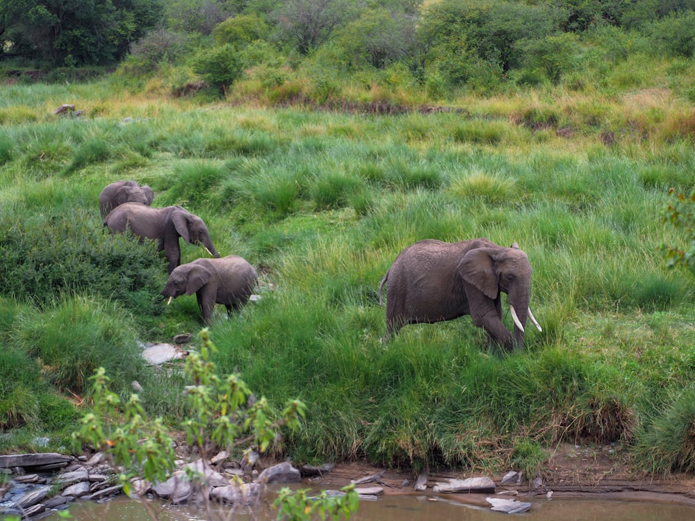 vier Elefanten stehen im Gras in der Nähe eines Gewässers