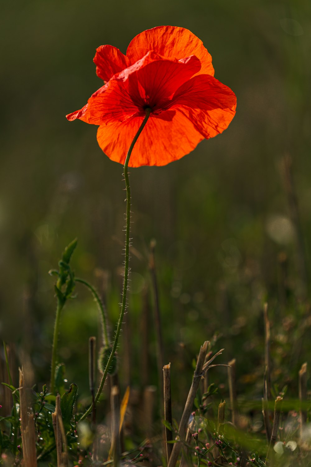 orange petaled flower