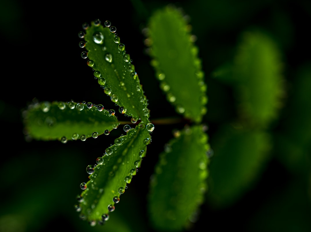 selective focus photography of drops of water on green leaf