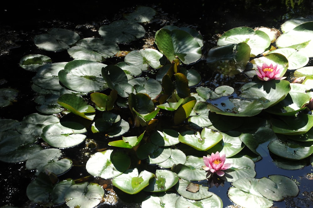 lily flowers on lily pad