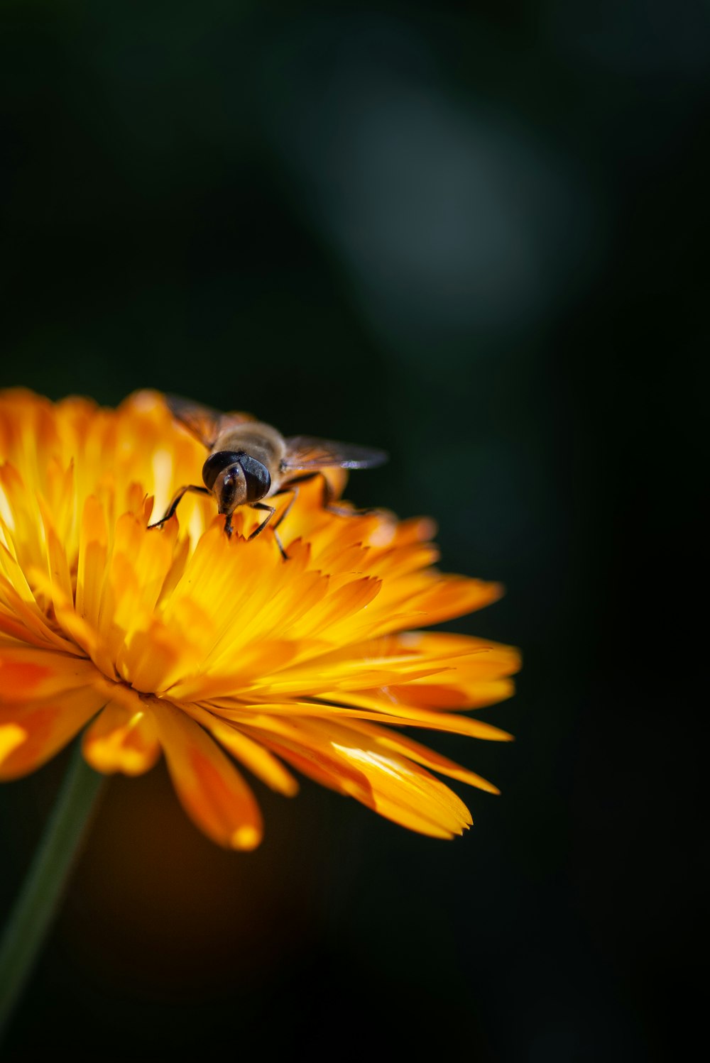 bee pearch on orange flower