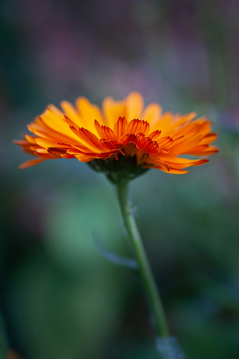 fiore giallo in fiore