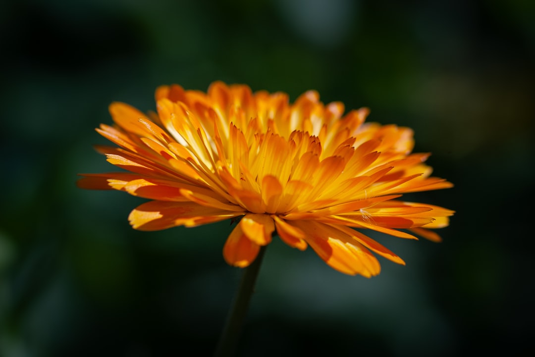 orange-petaled flower