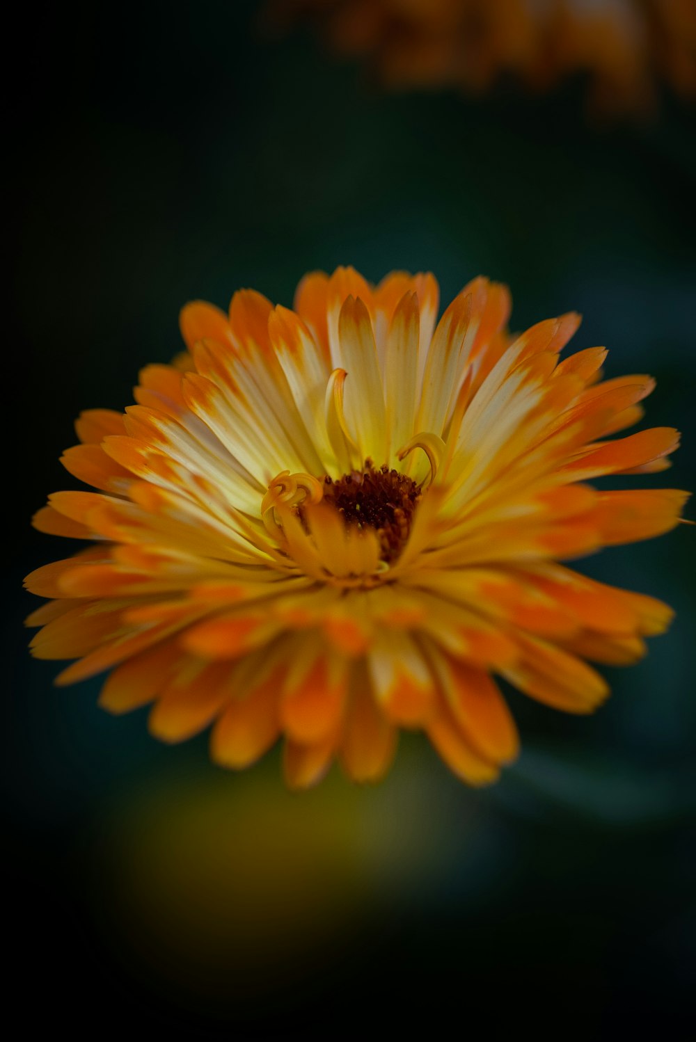 closeup photography of blooming flower