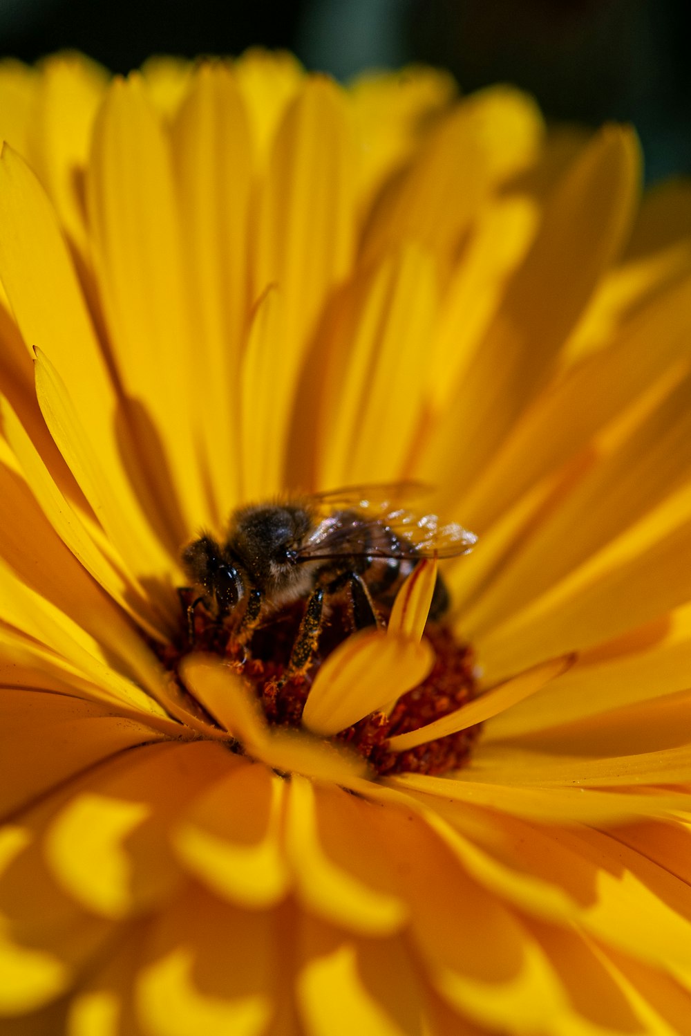 bee on yellow flower