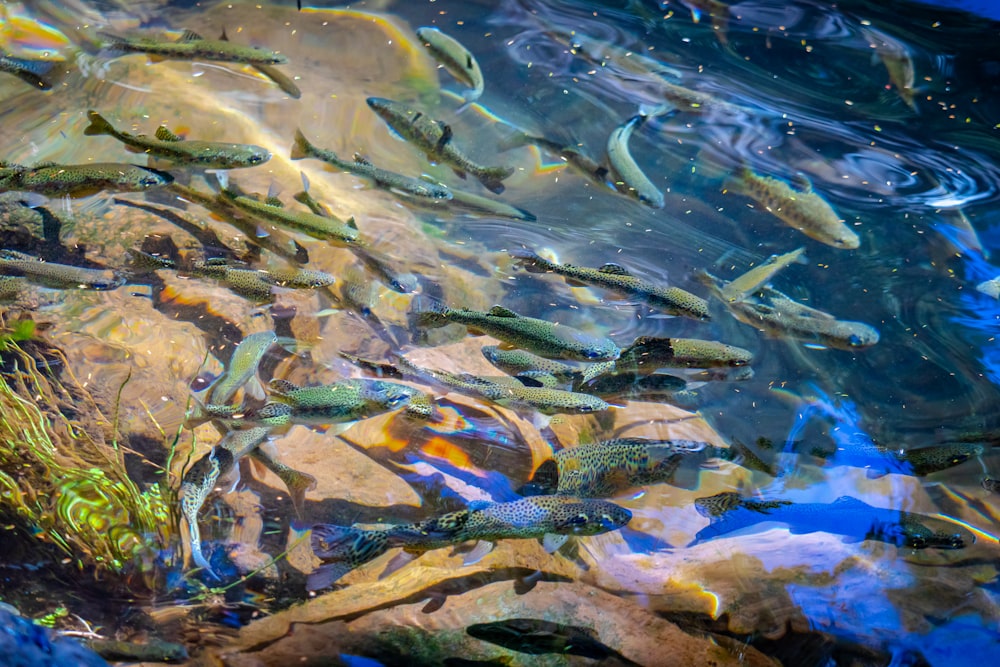 school of fish underwater