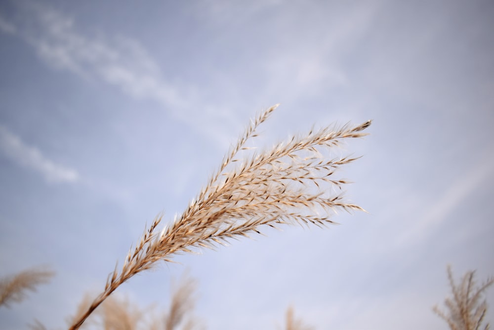 a close up of a plant with a blue sky in the background