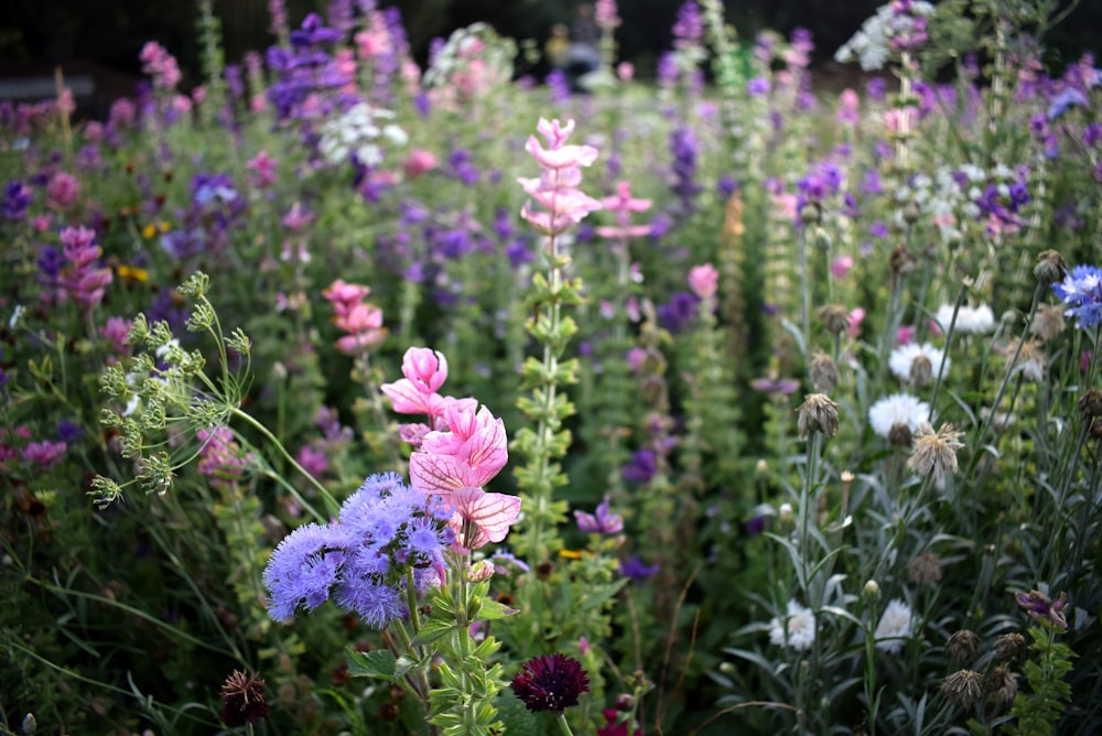 pink and purple flower field