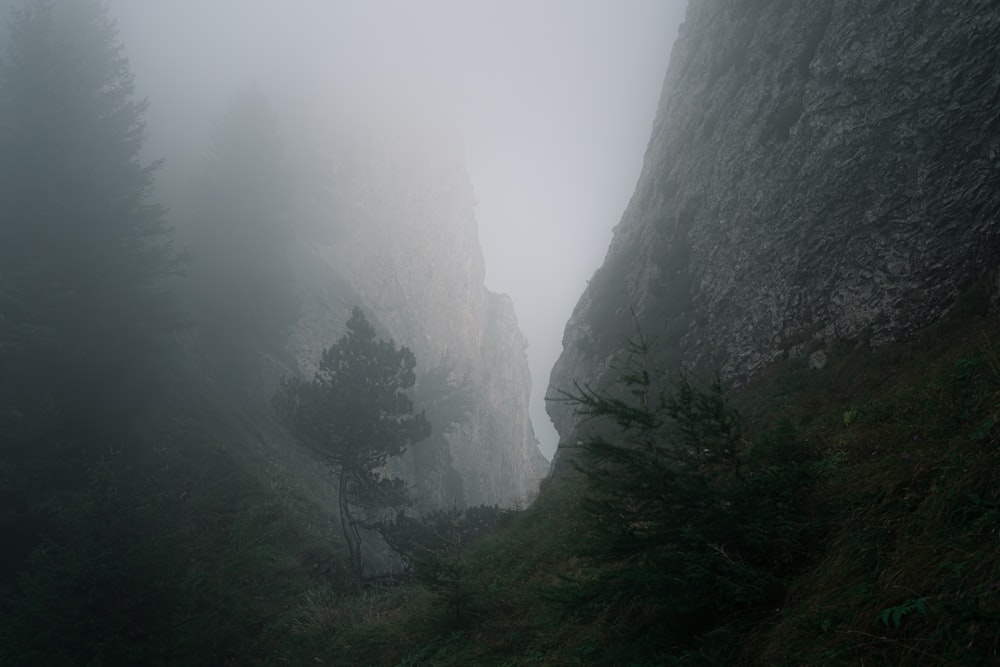 trees in between mountains