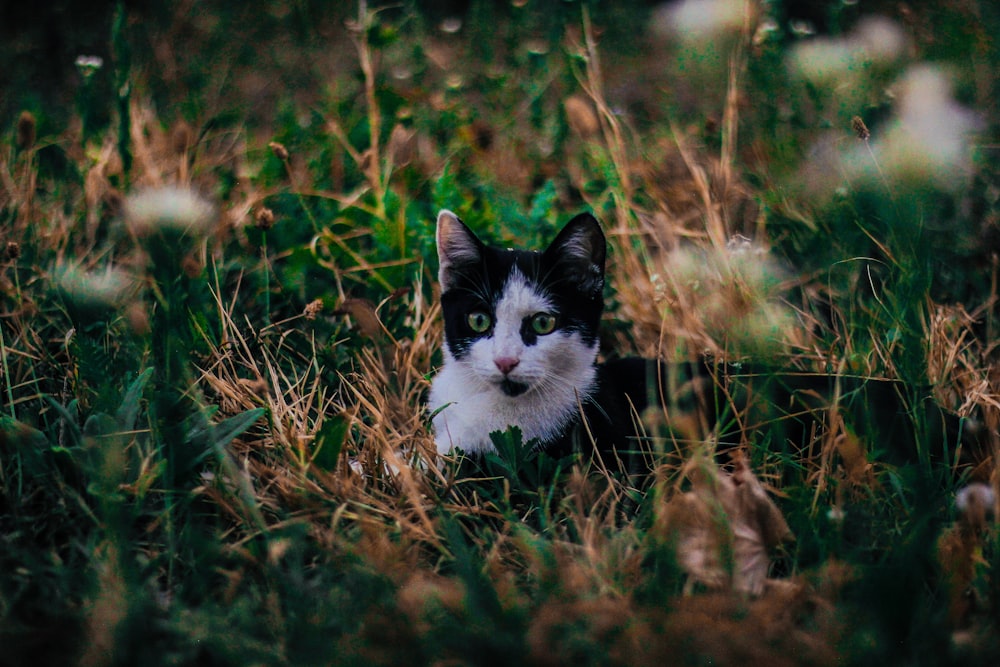 black and white cat