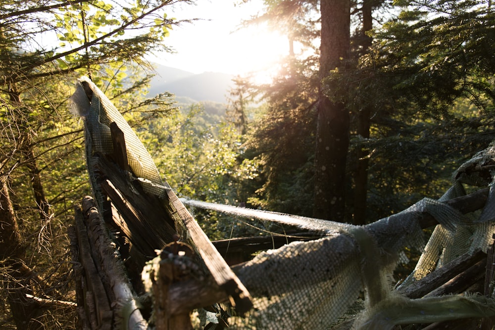 a hammock hanging from a tree in a forest