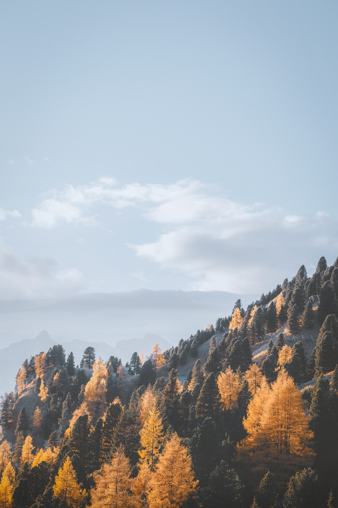 brown trees during daytime