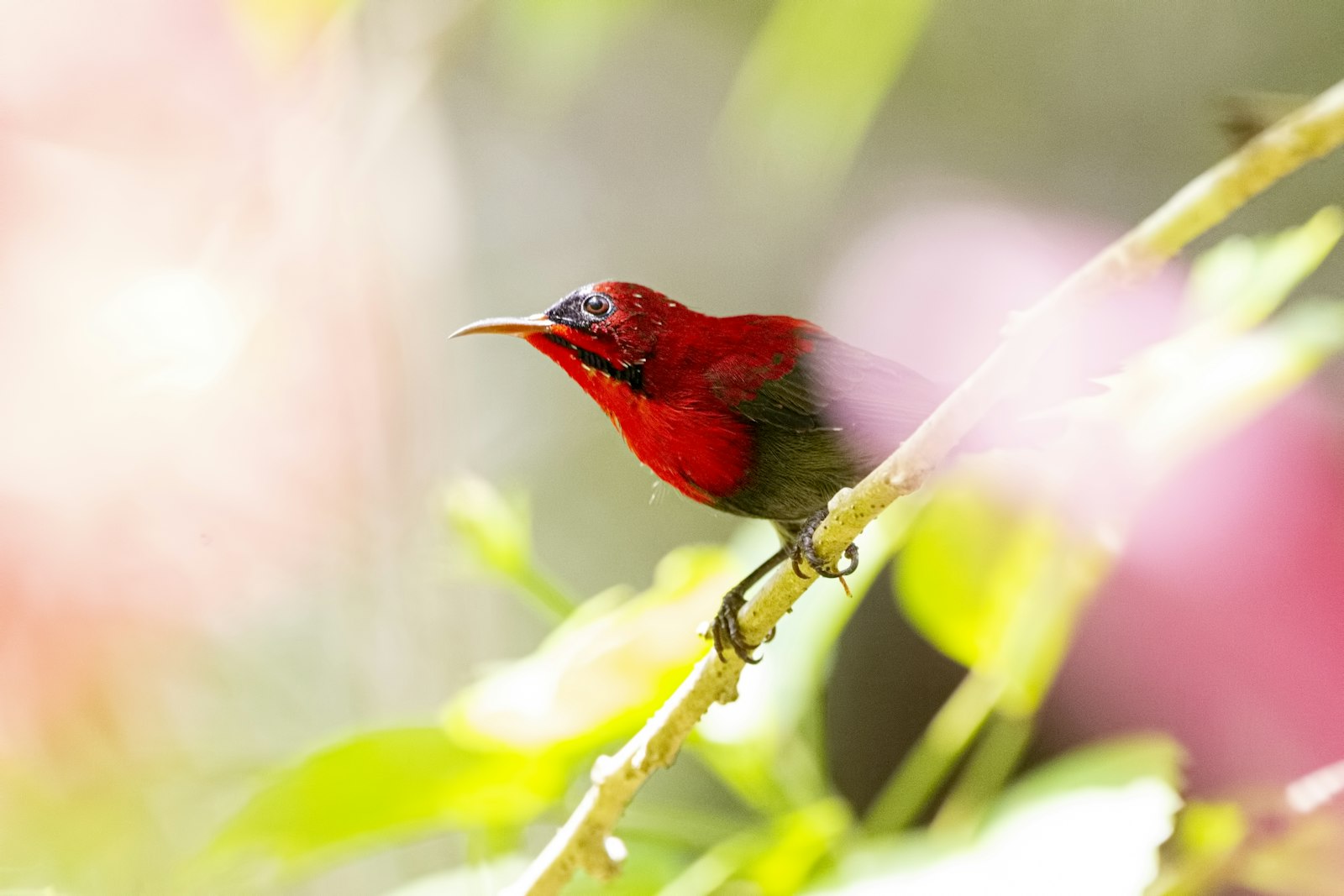 Sigma 150-600mm F5-6.3 DG OS HSM | C sample photo. Red bird perched on photography