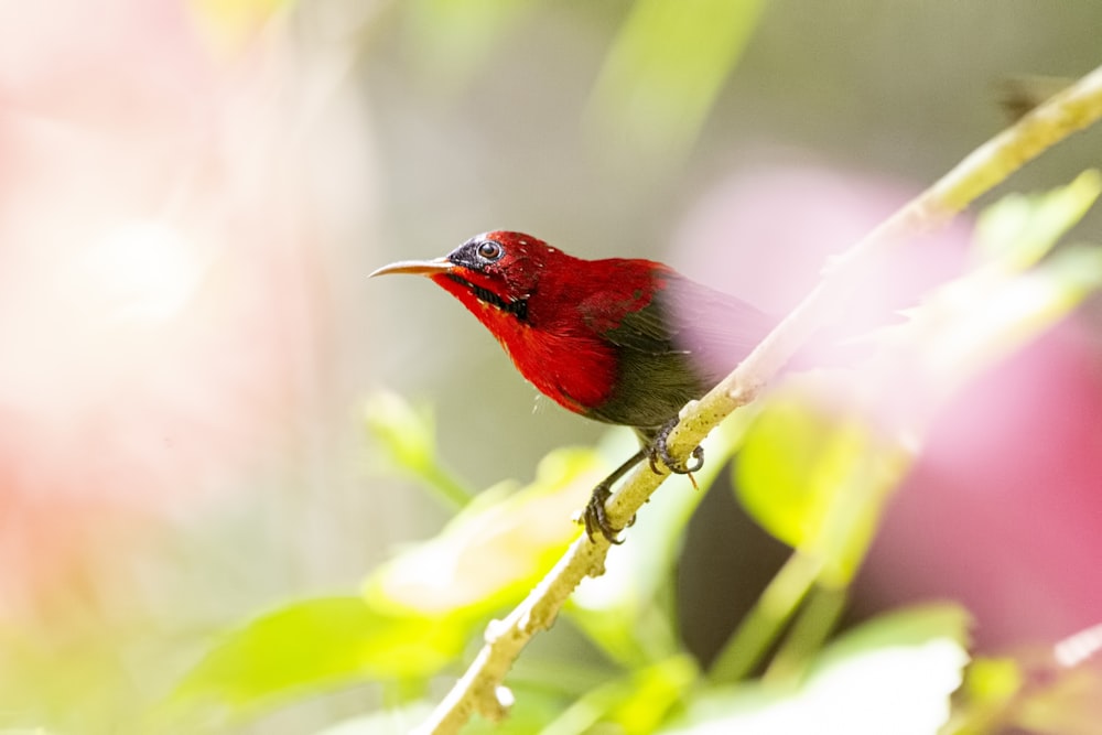 red bird perched on branch