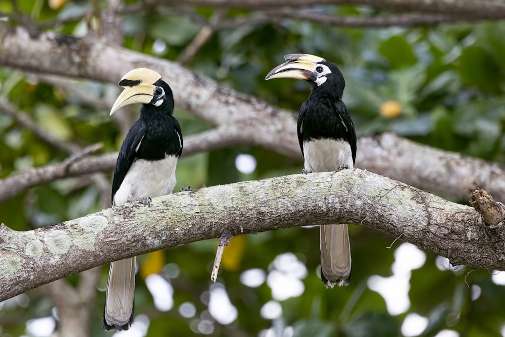 two birds on tree branch