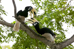 Hornbills