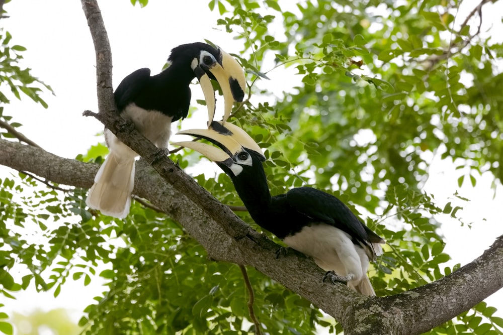 木の枝にとまる2羽の鳥