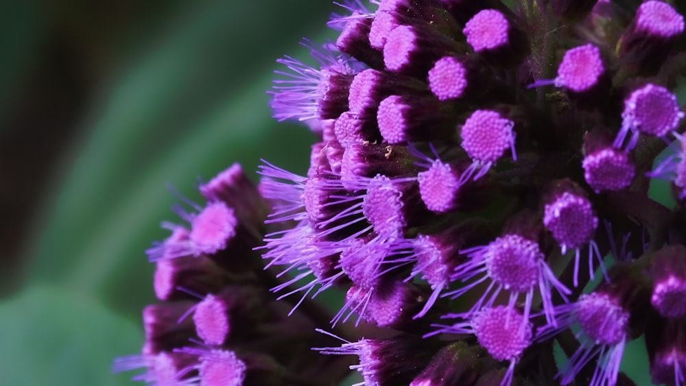 close-up photography of purple cluster flower