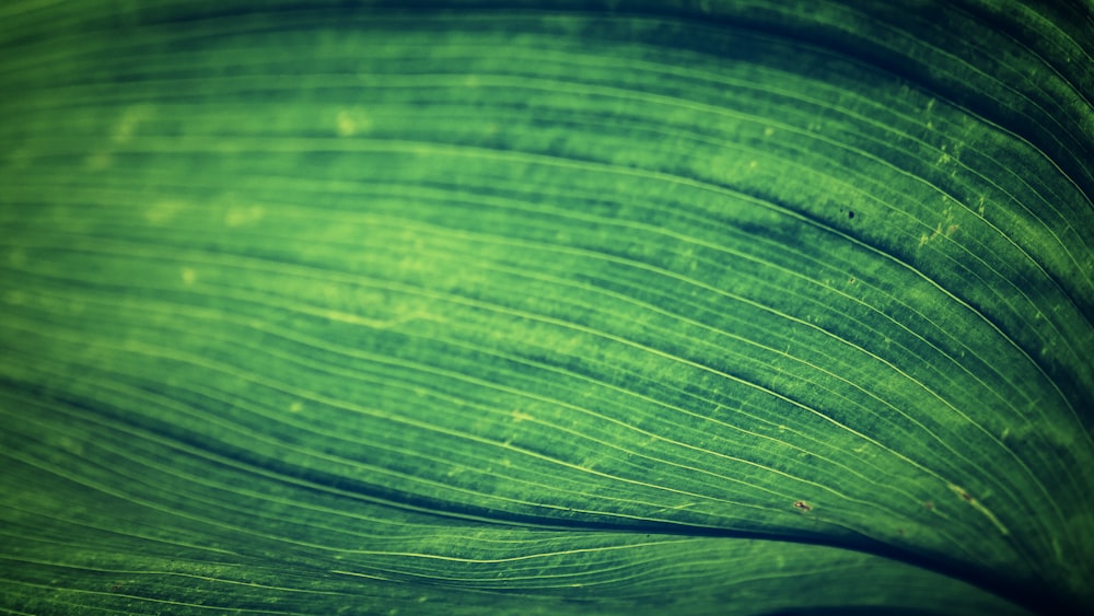 a close up view of a green leaf