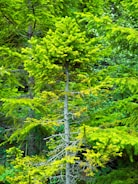 A lush green forest scene featuring a young coniferous tree in the foreground. The tree has a relatively thin trunk with dense, vibrant green foliage. In the background, other similar trees and dense undergrowth can be seen, creating a rich, verdant environment.