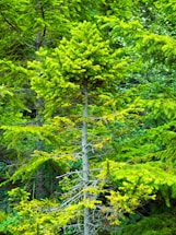 A lush green forest scene featuring a young coniferous tree in the foreground. The tree has a relatively thin trunk with dense, vibrant green foliage. In the background, other similar trees and dense undergrowth can be seen, creating a rich, verdant environment.