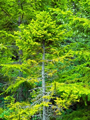 A lush green forest scene featuring a young coniferous tree in the foreground. The tree has a relatively thin trunk with dense, vibrant green foliage. In the background, other similar trees and dense undergrowth can be seen, creating a rich, verdant environment.
