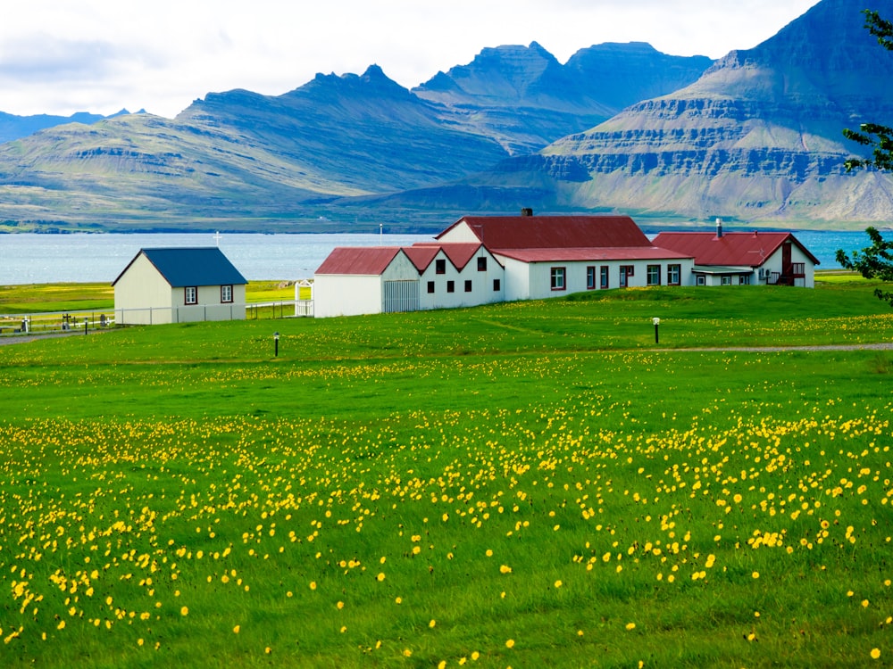 four white concrete houses beside body of water