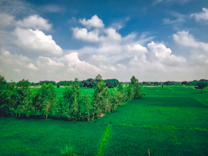 A sweeping view of lush organic fields stretching towards rolling hills with clear blue sky above.