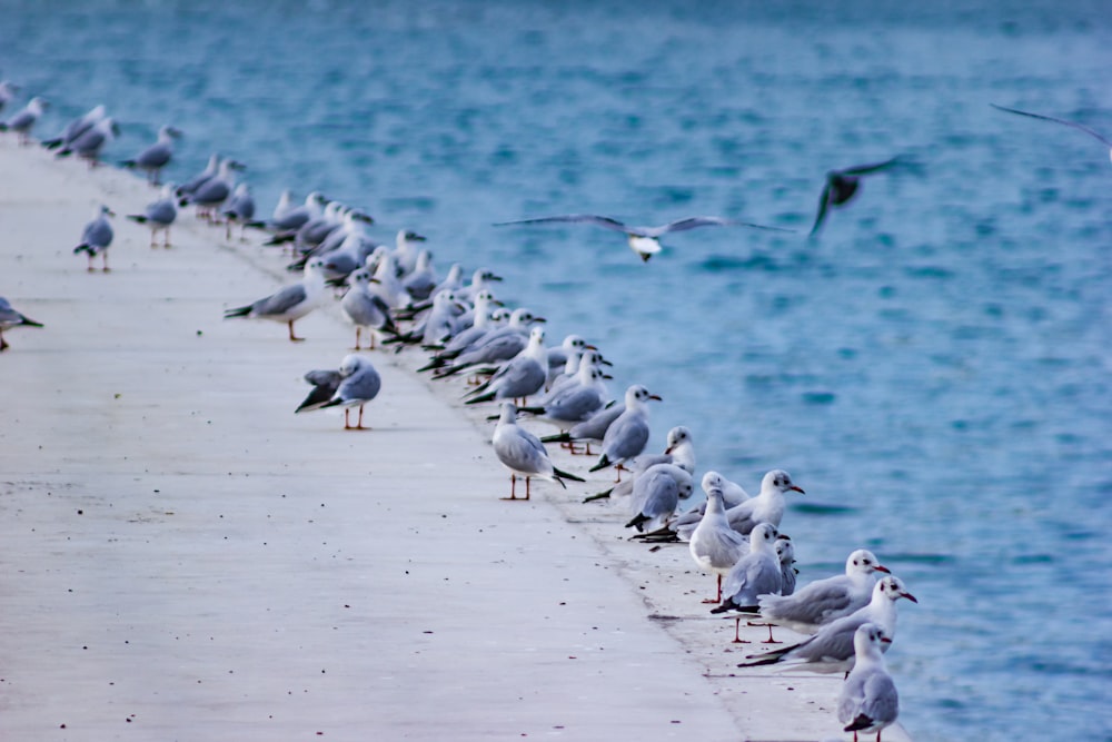 seagulls on dock