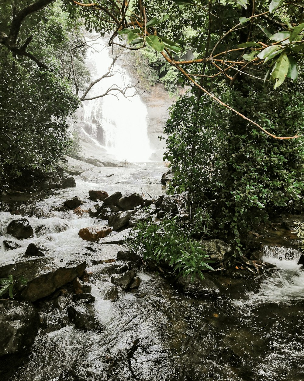 waterfalls near trees during day