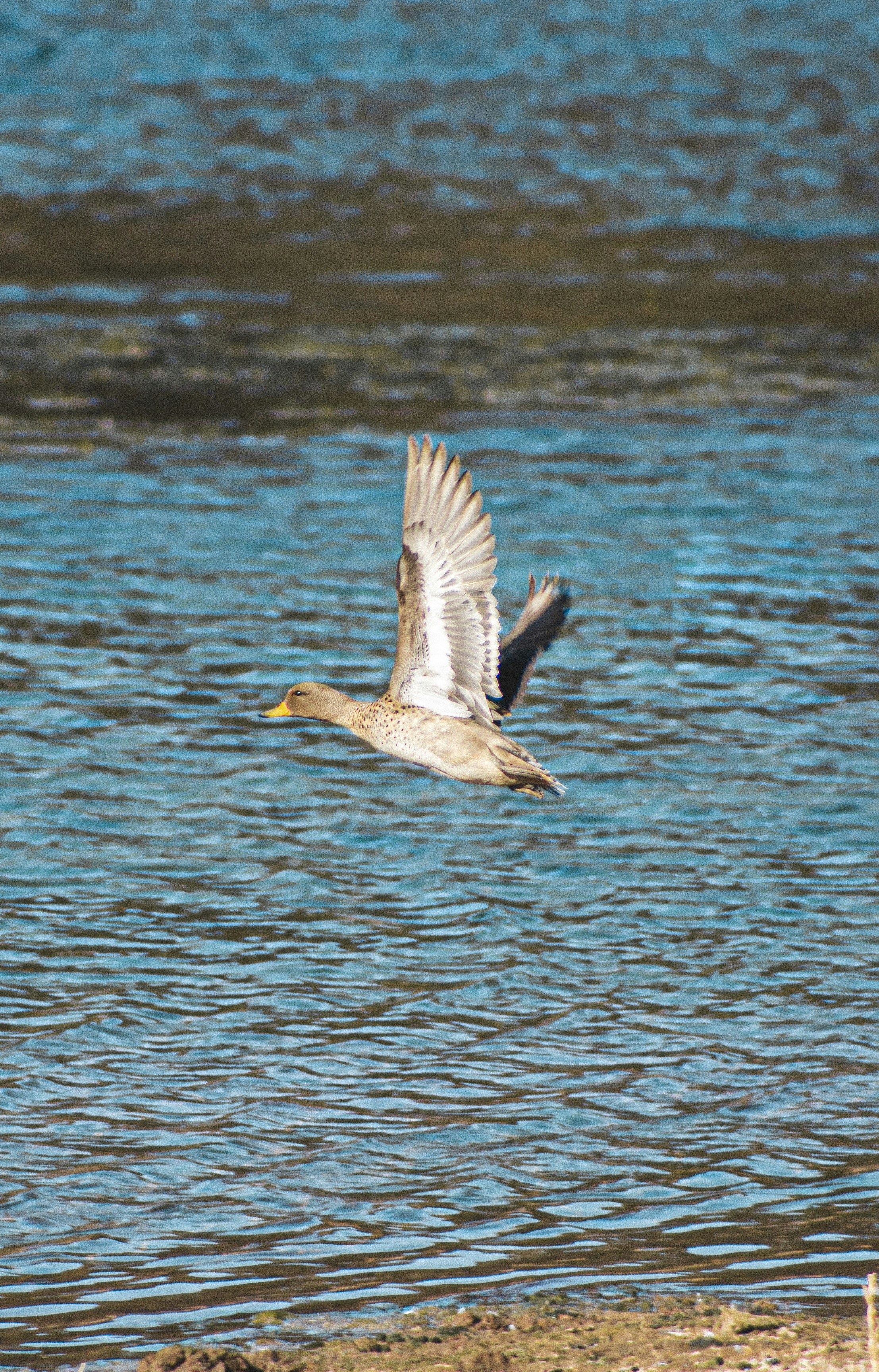 oiseau volant le jour