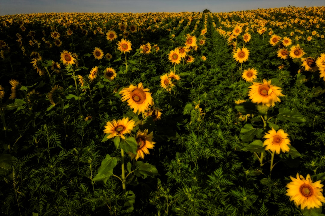 yellow sunflowers