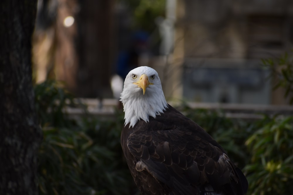 selective focus photo of bald eagle