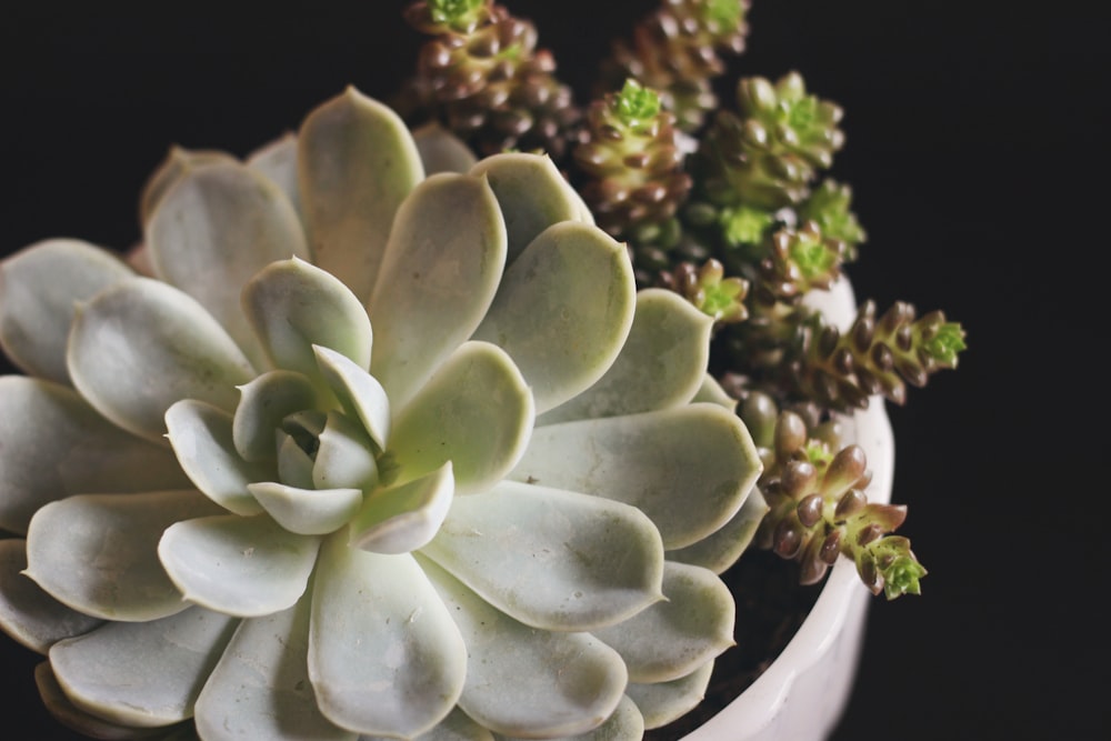 close-up photography of green succulent plant