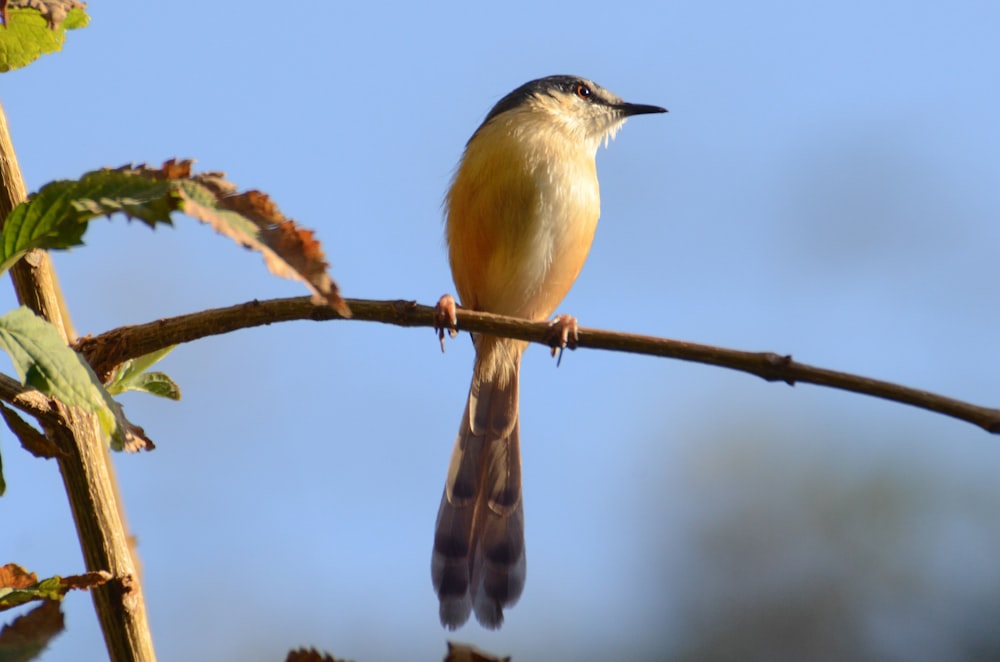 Foto de enfoque selectivo de colibrí predicando en la rama de un árbol
