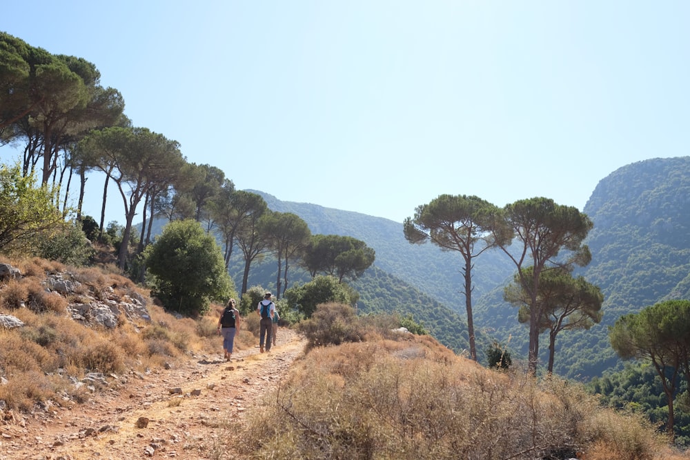 árvores verdes