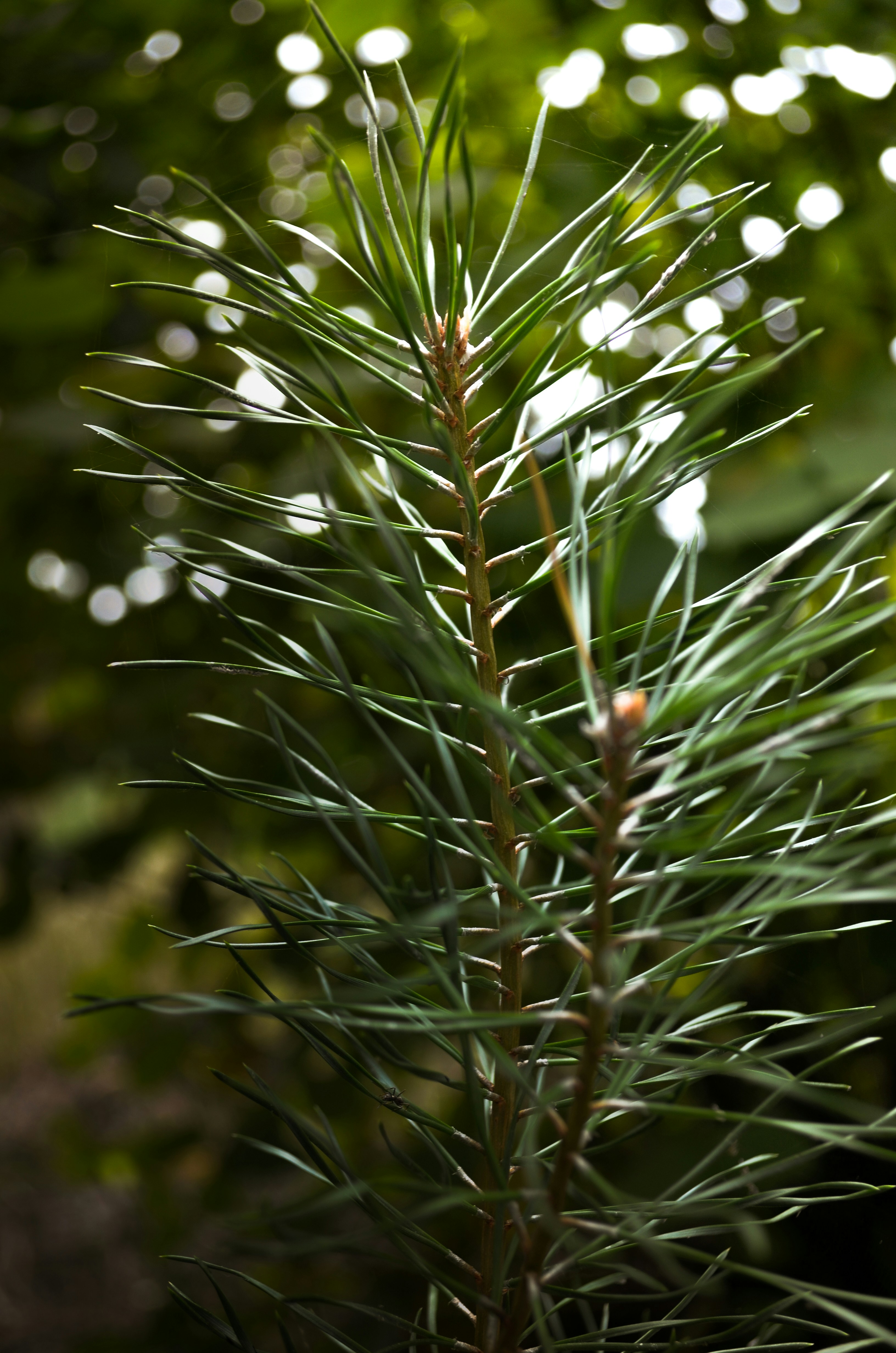 Photo by katekasiutich