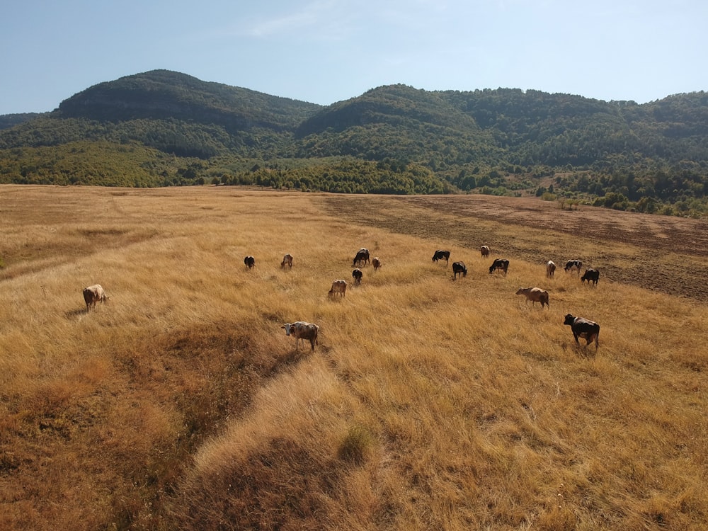 animals on grass during daytime