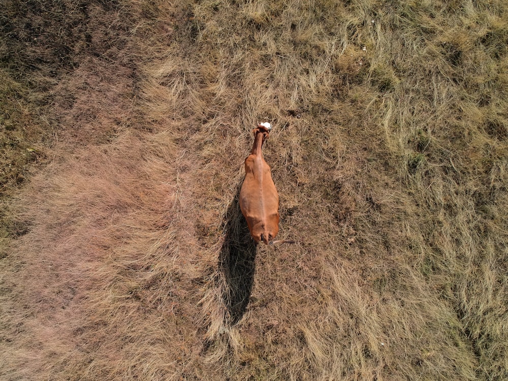 high-angle photography of brown goat