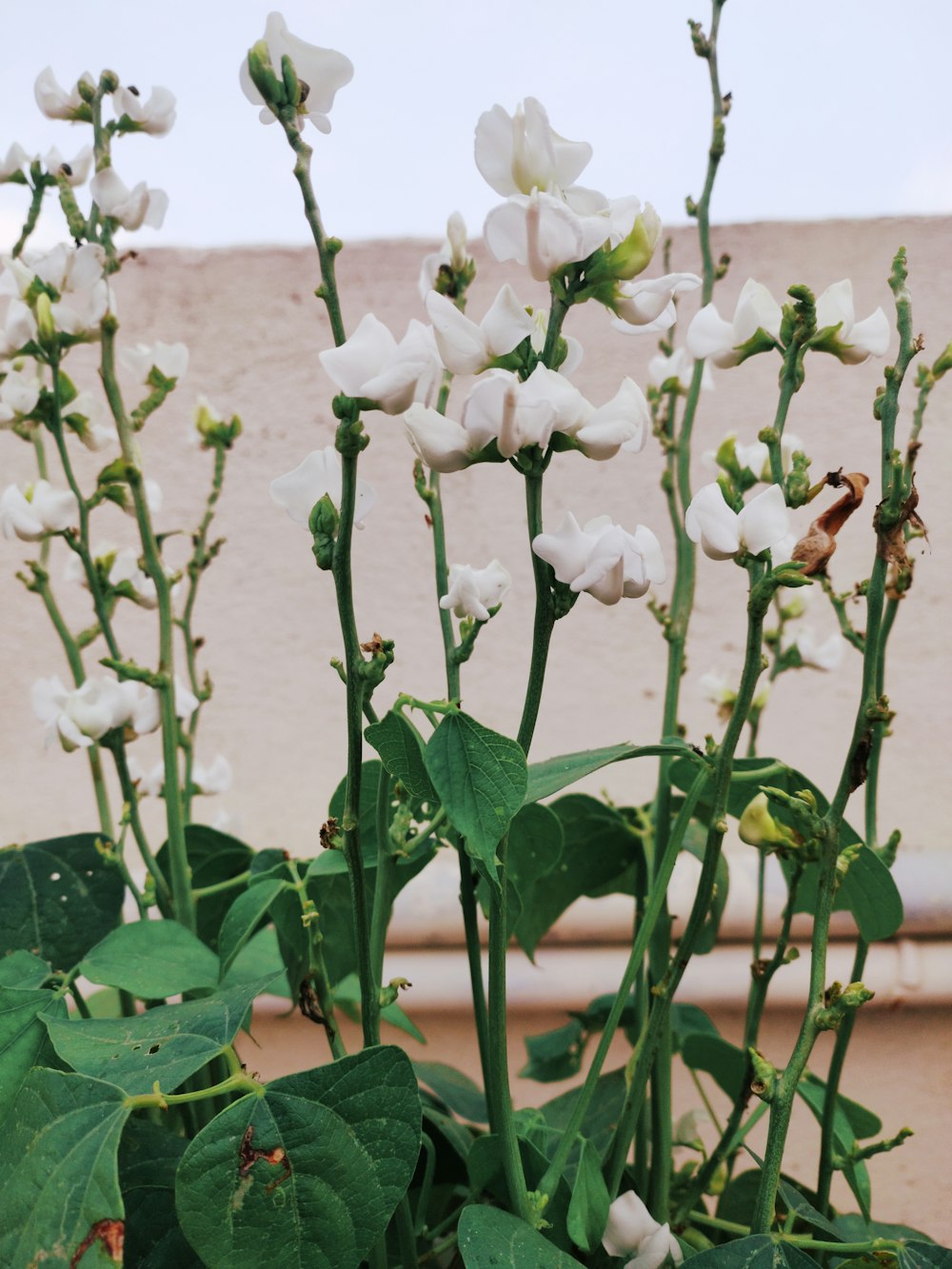 white-petaled flower