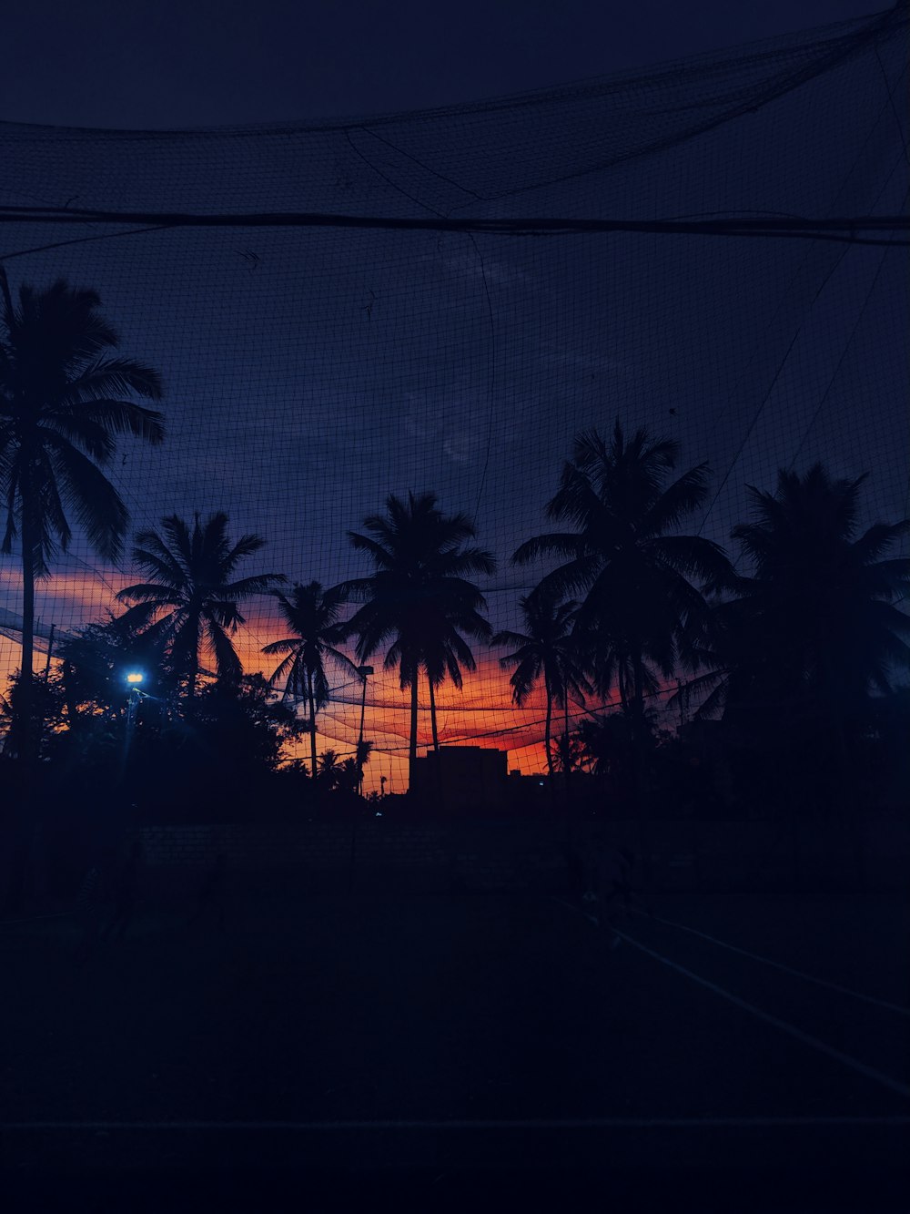 palm trees