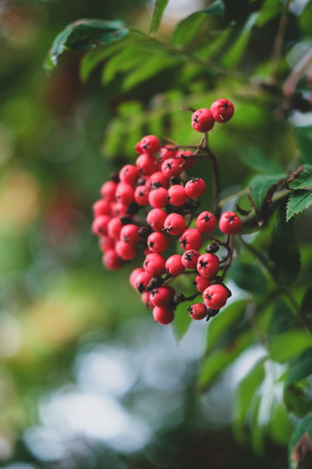 selective focus photography of round red fruits during daytime