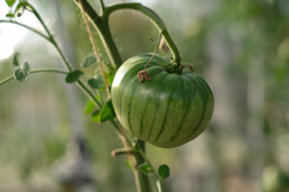 green pumpkin