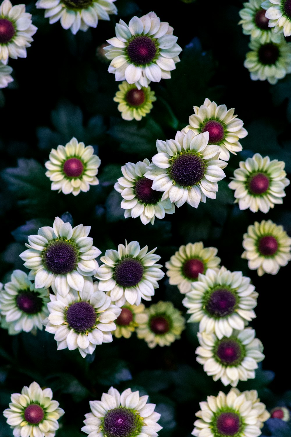 macro photography of blooming white and pink chrysanthemum flowers