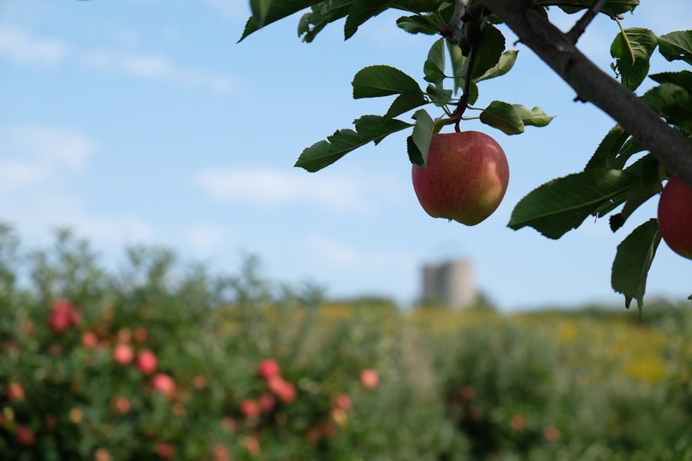 an apple tree with red apples hanging from it's branches