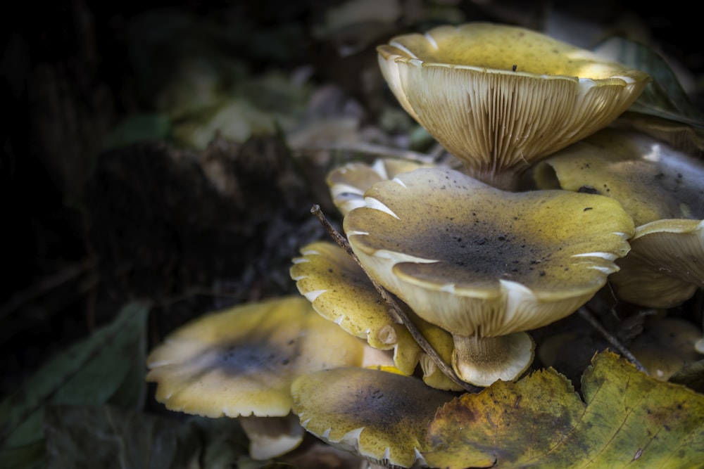 beige and white mushroom