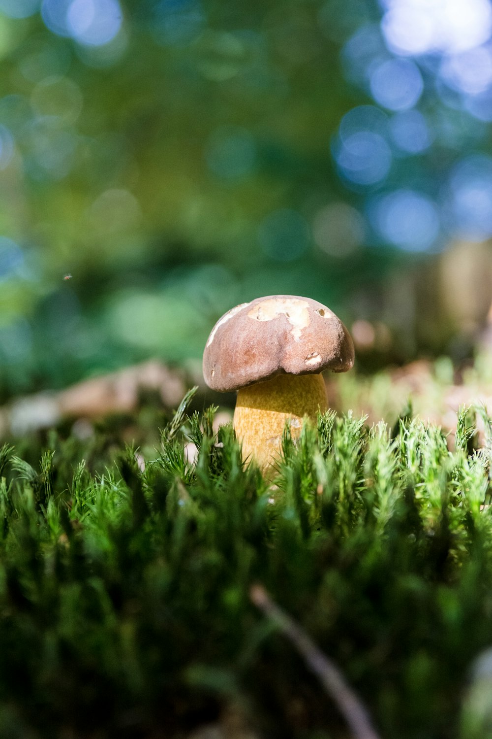 selective focus photo of mushroom with bokeh lights